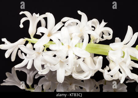 Fiori di primavera di Giacinto bianco isolato su sfondo nero Foto Stock