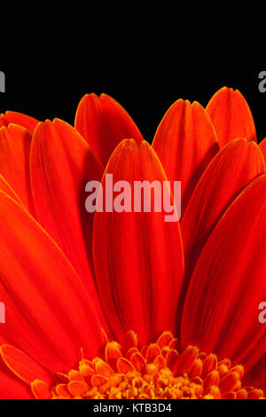 Fiore di gerbera rosso su sfondo nero Foto Stock