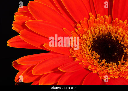 Fiore di gerbera rosso su sfondo nero Foto Stock