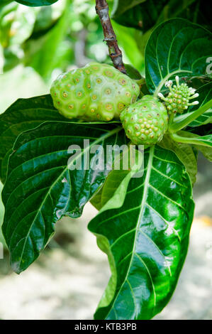 Una frutta noni Foto Stock