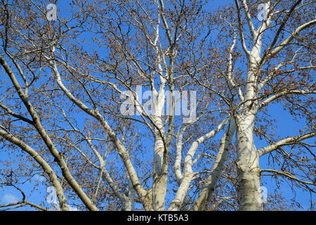 Fioritura di pioppo color argento. Argento Poplar Tree in primavera. Il pioppo Foto Stock