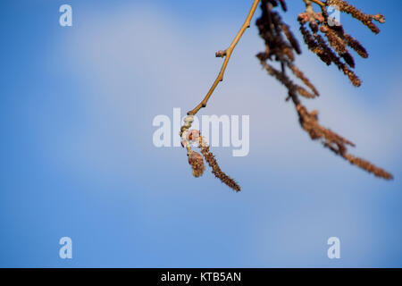 Fioritura di pioppo color argento. Argento Poplar Tree in primavera. Il pioppo Foto Stock