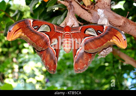 Un gigante di Atlas moth terre nei giardini per una visita. Foto Stock