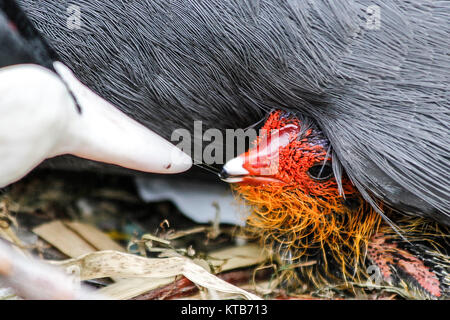 Moorhen pulcino di alimentazione - London Canal. Foto Stock