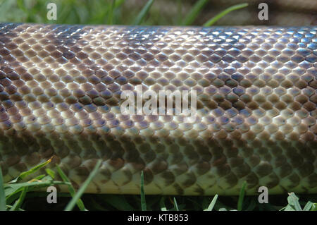 Dettaglio della pelle su un nero australiano guidato python, Aspidites melanocephalus Foto Stock