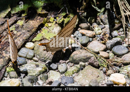 Tingo Maria National Park, Huanuco reparto, Perù. Foto Stock
