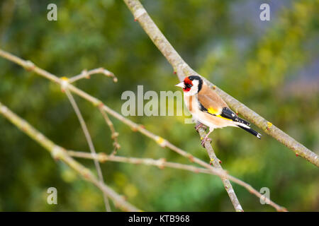 Cardellino europeo seduto su un ramo di un albero Foto Stock