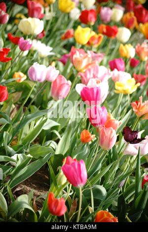 Colorato campo di tulipani Foto Stock