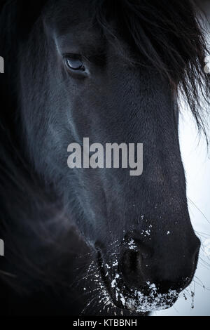 Ritratto di bellezza cavallo frisone in inverno Foto Stock