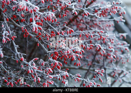 Il primo gelo su un ramo di barberries Foto Stock