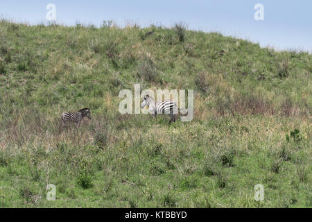 Lontani i giovani e gli adulti zebra, Parco Nazionale di Arusha, Tanzania Foto Stock