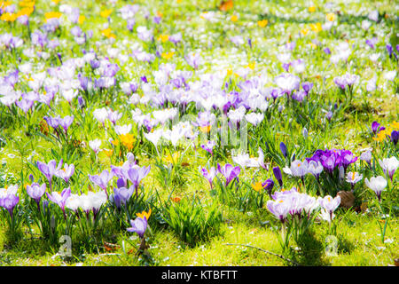 Molla dello sfondo con vari crocus fiori Foto Stock