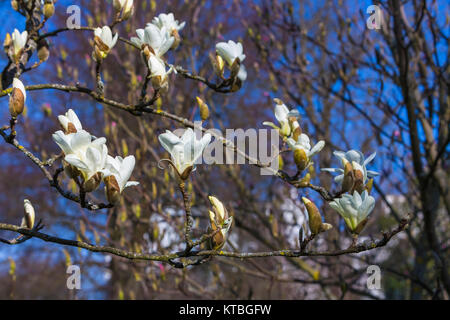 Rosa Magnolienblüten Hohenheimer im Park Foto Stock