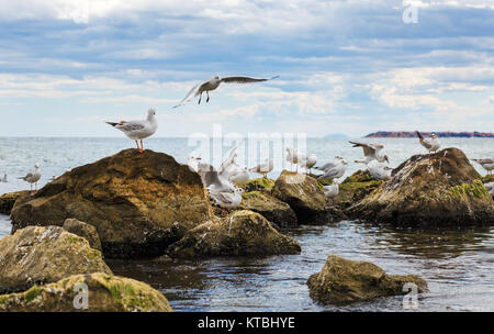 Gabbiani sulle rocce Foto Stock