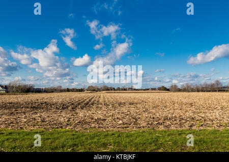 Campo di mais in East Hampton, NY Foto Stock