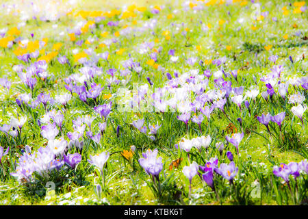 Molla dello sfondo con vari crocus fiori Foto Stock