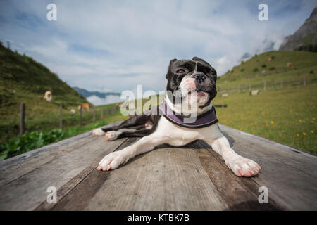 Escursioni con un Boston Terrier nelle Alpi austriache in estate Foto Stock