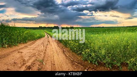 Strada sterrata nel verde dei campi di colza. La molla la pioggia e la tempesta Foto Stock