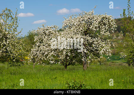 Apfelblüte in der fränkischen Schweiz Foto Stock