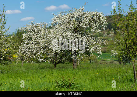 Apfelblüte in der fränkischen Schweiz Foto Stock