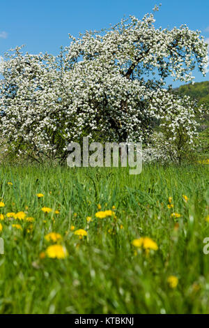 Apfelblüte in der fränkischen Schweiz Foto Stock