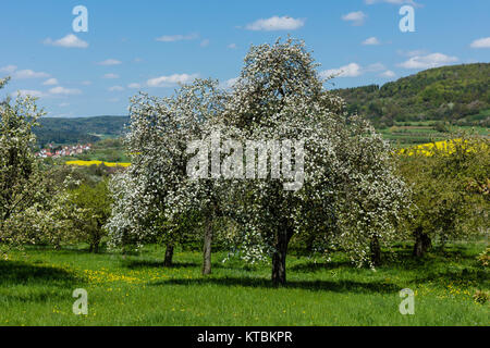 Apfelblüte in der fränkischen Schweiz Foto Stock