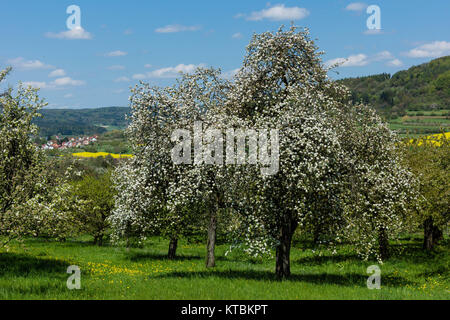 Apfelblüte in der fränkischen Schweiz Foto Stock