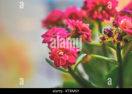 Vasi di fiori su un davanzale. Foto Stock