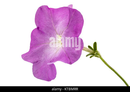 Viola fiore di petunia, isolato su sfondo bianco Foto Stock