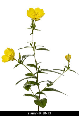 Fiore giallo di enagra, lat. Oenothera, isolato su sfondo bianco Foto Stock
