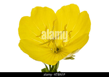 Fiore giallo di enagra, lat. Oenothera, isolato su sfondo bianco Foto Stock