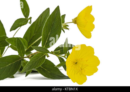 Fiore giallo di enagra, lat. Oenothera, isolato su sfondo bianco Foto Stock