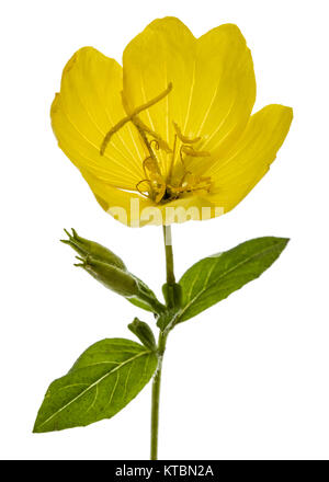 Fiore giallo di enagra, lat. Oenothera, isolato su sfondo bianco Foto Stock