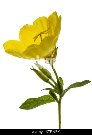 Fiore giallo di enagra, lat. Oenothera, isolato su sfondo bianco Foto Stock