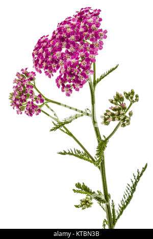Fiori di achillea, lat. Achillea millefolium, isolato su sfondo bianco Foto Stock