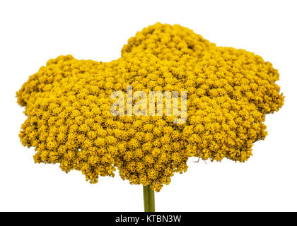 Fiori di achillea, lat. Achillea millefolium, isolato su sfondo bianco Foto Stock