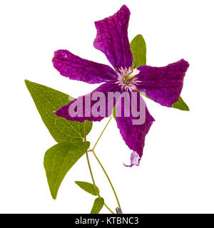 Viola la clematide fiore, isolati su sfondo bianco Foto Stock