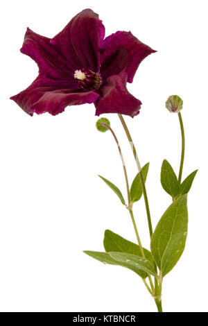 Viola la clematide fiore, isolati su sfondo bianco Foto Stock