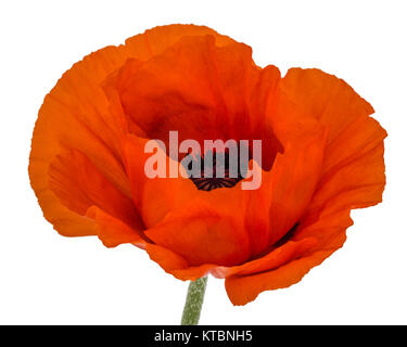 Fiore di papavero rosso, Lat. Papaver, isolati su sfondo bianco Foto Stock