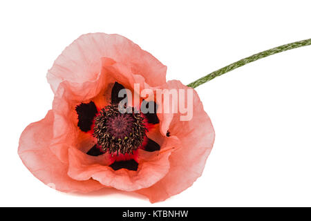Fiore di rose papavero, lat. Papaver, isolati su sfondo bianco Foto Stock