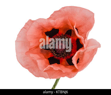 Fiore di rose papavero, lat. Papaver, isolati su sfondo bianco Foto Stock