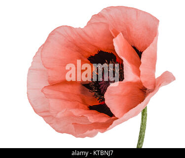 Fiore di rose papavero, lat. Papaver, isolati su sfondo bianco Foto Stock