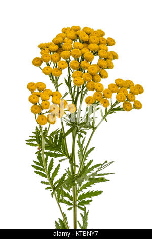 I fiori della pianta medicinale di tansy, lat. Tanacetum vulgare, isolato su sfondo bianco Foto Stock