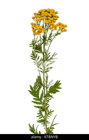 I fiori della pianta medicinale di tansy, lat. Tanacetum vulgare, isolato su sfondo bianco Foto Stock