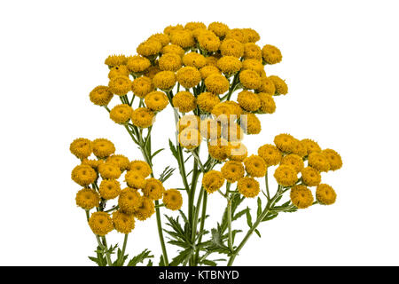 I fiori della pianta medicinale di tansy, lat. Tanacetum vulgare, isolato su sfondo bianco Foto Stock