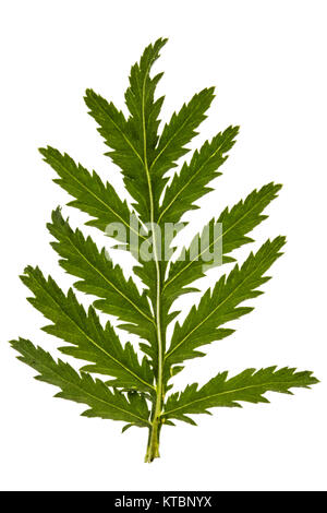 Le foglie della pianta medicinale di tansy, lat. Tanacetum vulgare, isolato su sfondo bianco Foto Stock