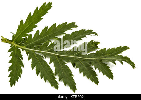 Le foglie della pianta medicinale di tansy, lat. Tanacetum vulgare, isolato su sfondo bianco Foto Stock