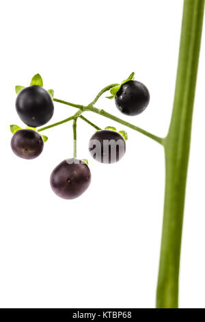 Acino di erba morella, lat. Solanum nígrum, pianta velenosa, isolato su sfondo bianco Foto Stock