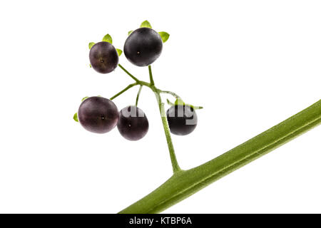 Acino di erba morella, lat. Solanum nígrum, pianta velenosa, isolato su sfondo bianco Foto Stock