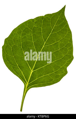 Foglie di erba morella, lat. Solanum nígrum, pianta velenosa, isolato su sfondo bianco Foto Stock